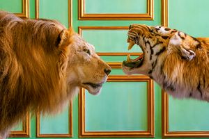 William Curtis Rolf color photography lion vis a vis tiger taxidermy Maison Deyrolle Paris Cabinet of Curiosities Portfolio