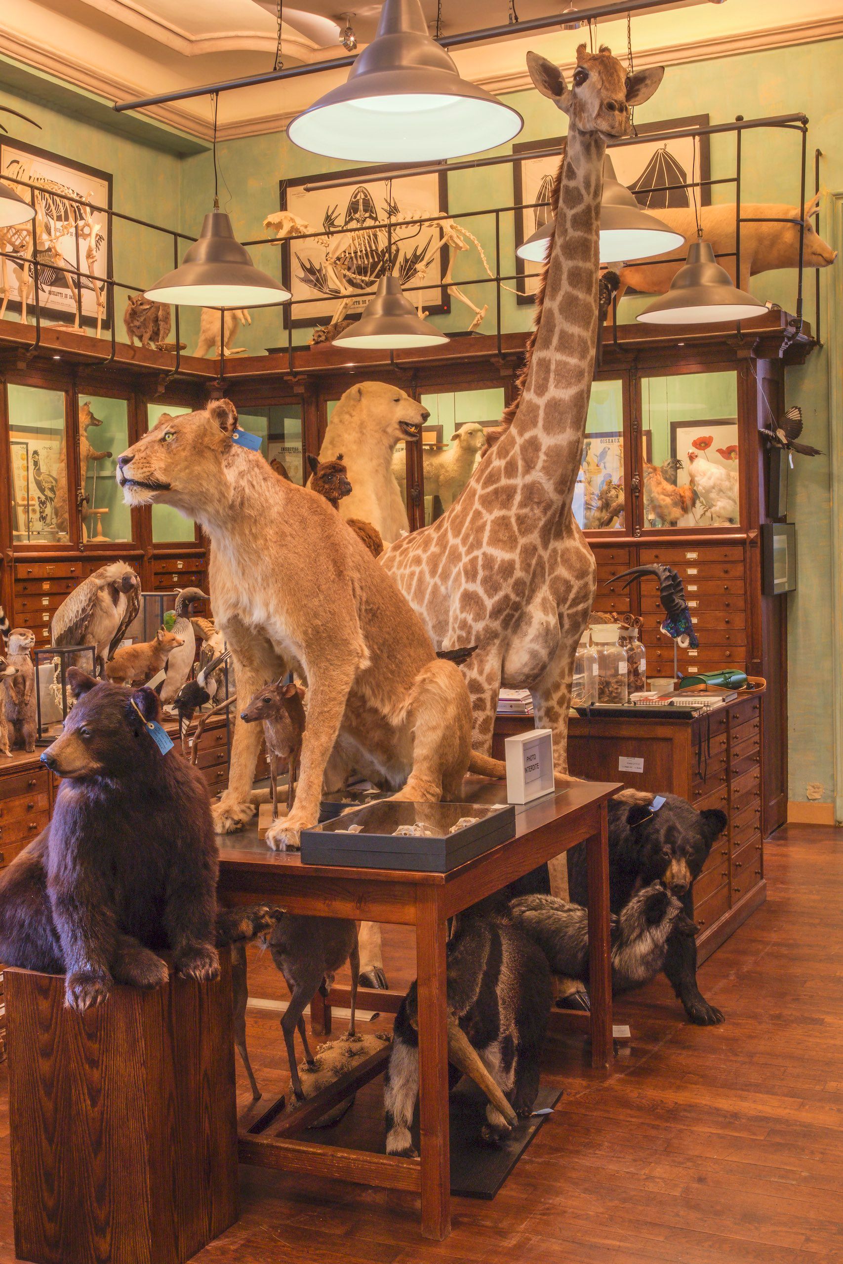 Bear, lioness and giraffe in a salon ANIMAL SALON #2