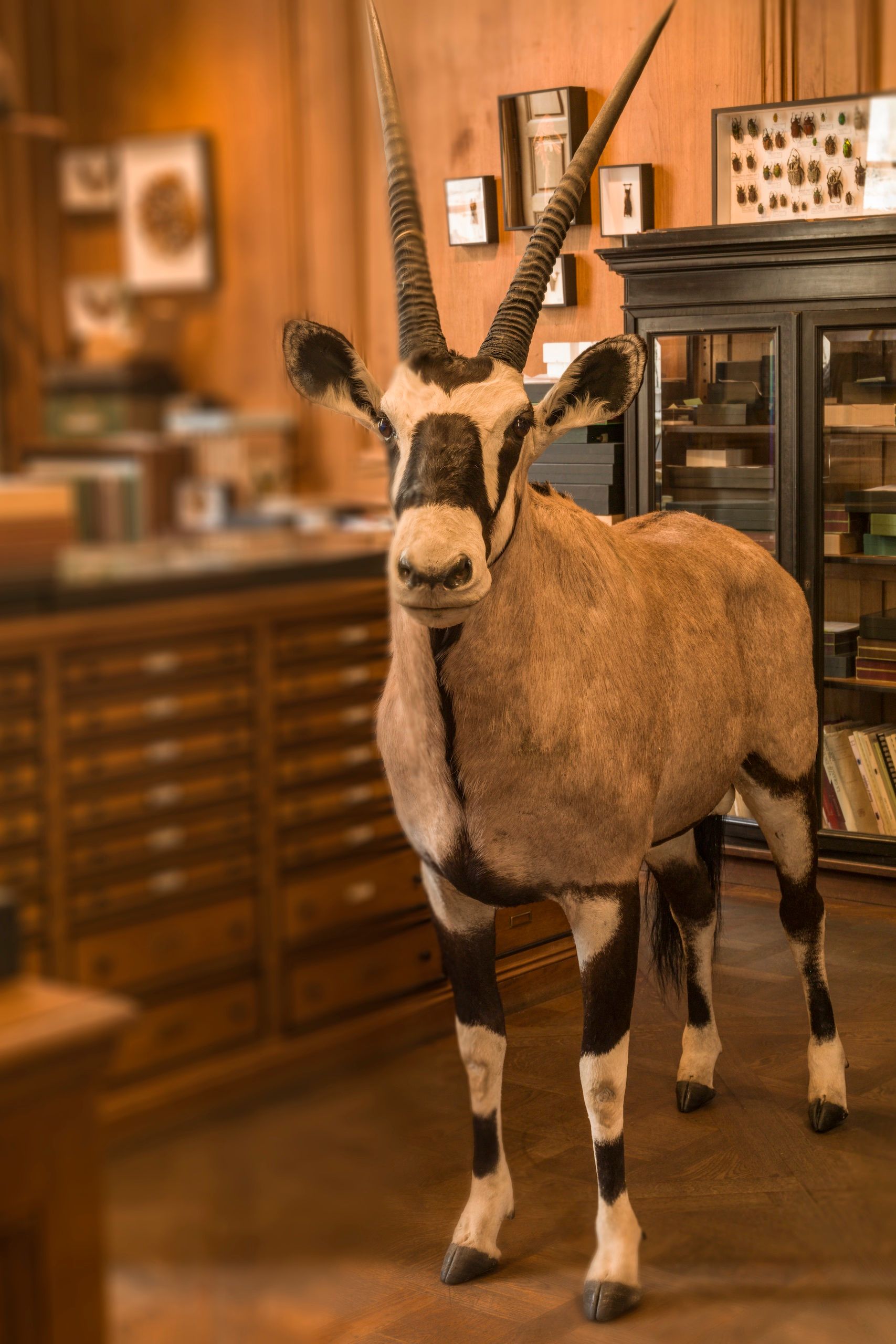 Oryx standing by specimen cases ORYX