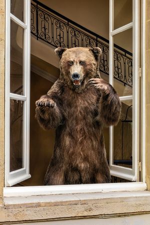 Deyrolle Grizzly Bear Open Window Color Fine Art Print