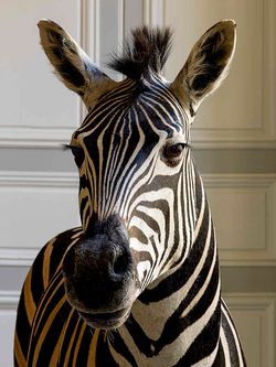 William Curtis Rolf — Deyrolle Zebra, Paris | Black‑and‑White Fine Art Photography