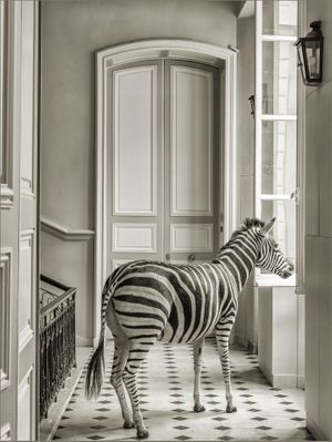 Deyrolle Zebra Black and White Grand 60 Inch Fine Art Print