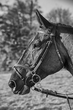 Duke of Beaufort 2014 Fox Hunt Badminton England Fine Art Print