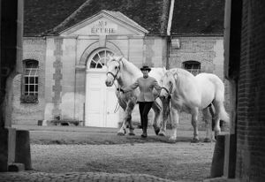 William Curtis Rolf black and white photography woman rider white horses Écurie No 2 Hyde Park Stables London England Equestrian Traditions Portfolio