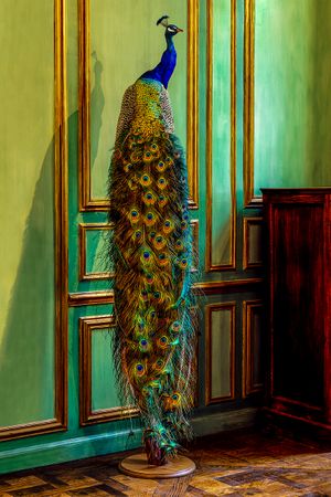 Deyrolle Peacock Pistachio Green Wall Fine Art Print