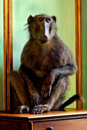 Deyrolle Exotic Monkey Pistachio Green Wall Fine Art Print