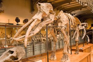 Color photograph of the historic fully assembled Durfort mammoth skeleton in the Gallery of Paleontology in Paris by William Curtis Rolf. National Museum of Natural History Paris Durfort Mammoth Color Print