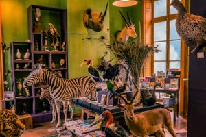 Deyrolle Animal Main Salon Zebra Gazelle Stork Fine Art Print