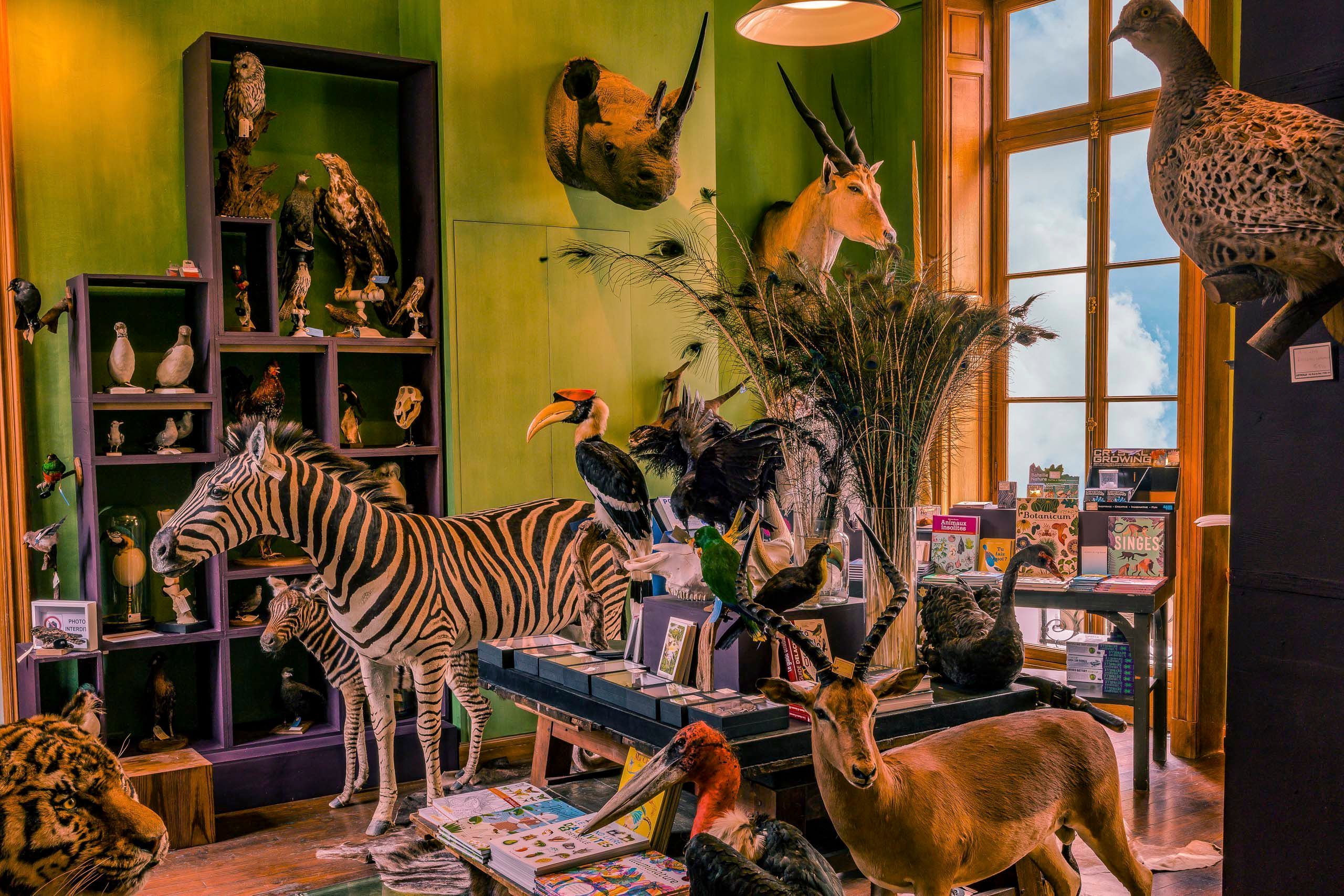 Adult and baby zebras, gazelle, Maribu stork, with other animals and birds. ANIMAL SALON #1