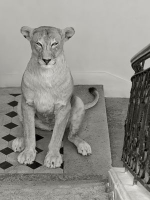 Deyrolle Lioness Black and White Architecture Fine Art Print
