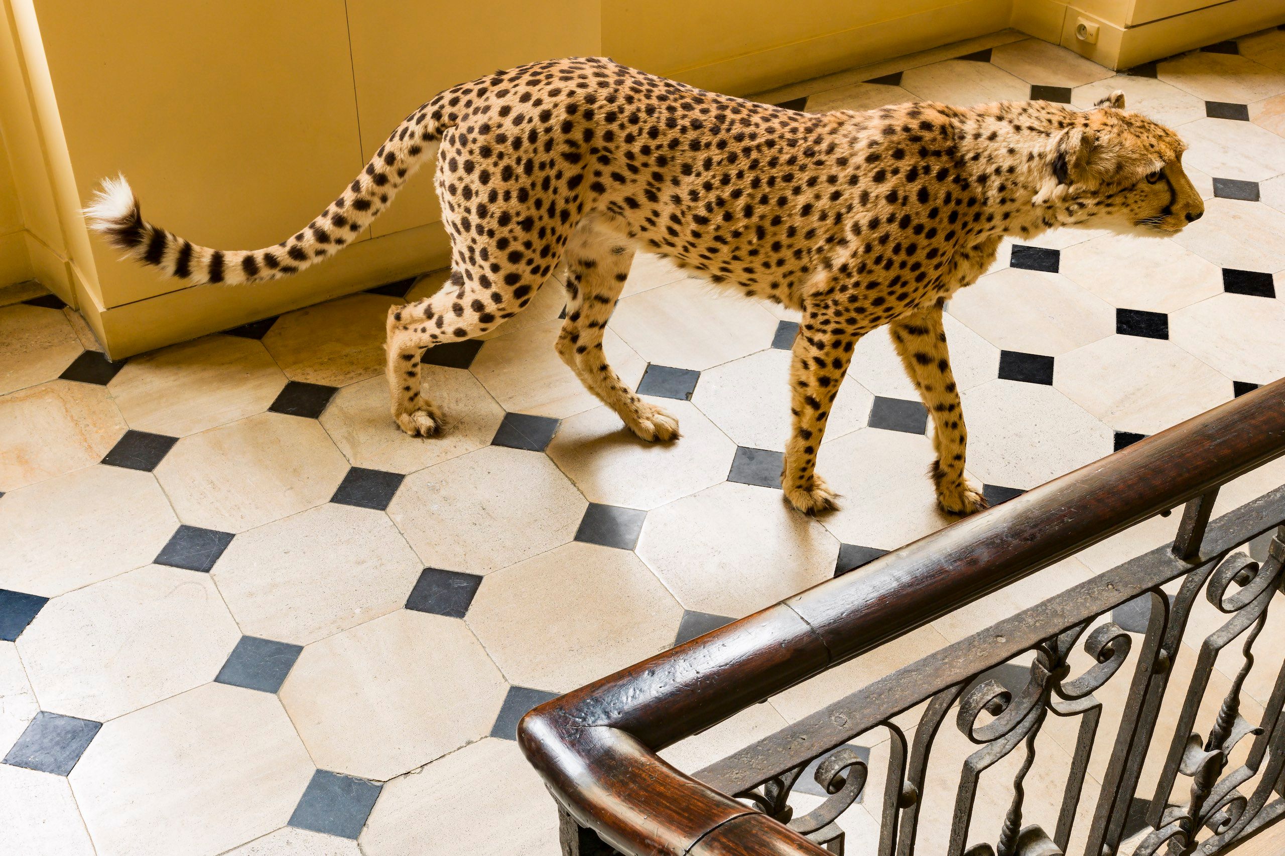 A young cheetah on the prowl in the stairwell at Deyrolle CHEETAH #3