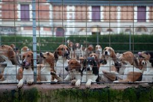 Color photograph of the historic foxhound pack at Chateau de Champchevrier in France by William Curtis Rolf