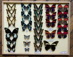 Deyrolle Paris Nabokov Butterfly Color Fine Art Print