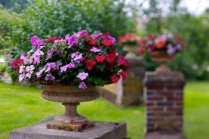 Color architectural study of classical flower urns in the formal gardens of Château de Courson, France, photographed by William Curtis Rolf. Color photograph of classical flower urns in the formal gardens of Château de Courson, France, surrounded by manicured greenery.