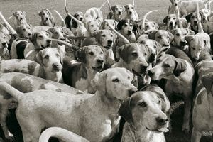 William Curtis Rolf black and white photography Duke of Beaufort hunt hounds Badminton England Equestrian Traditions Portfolio