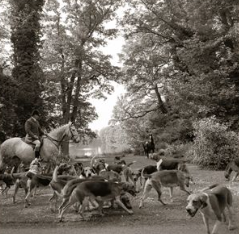 "The Brocklesby Pack at a Check", Lincolnshire, England