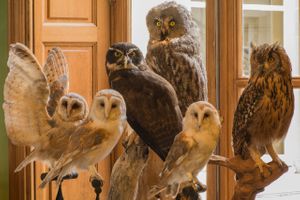 Deyrolle Display of Six Owls Color Fine Art Print