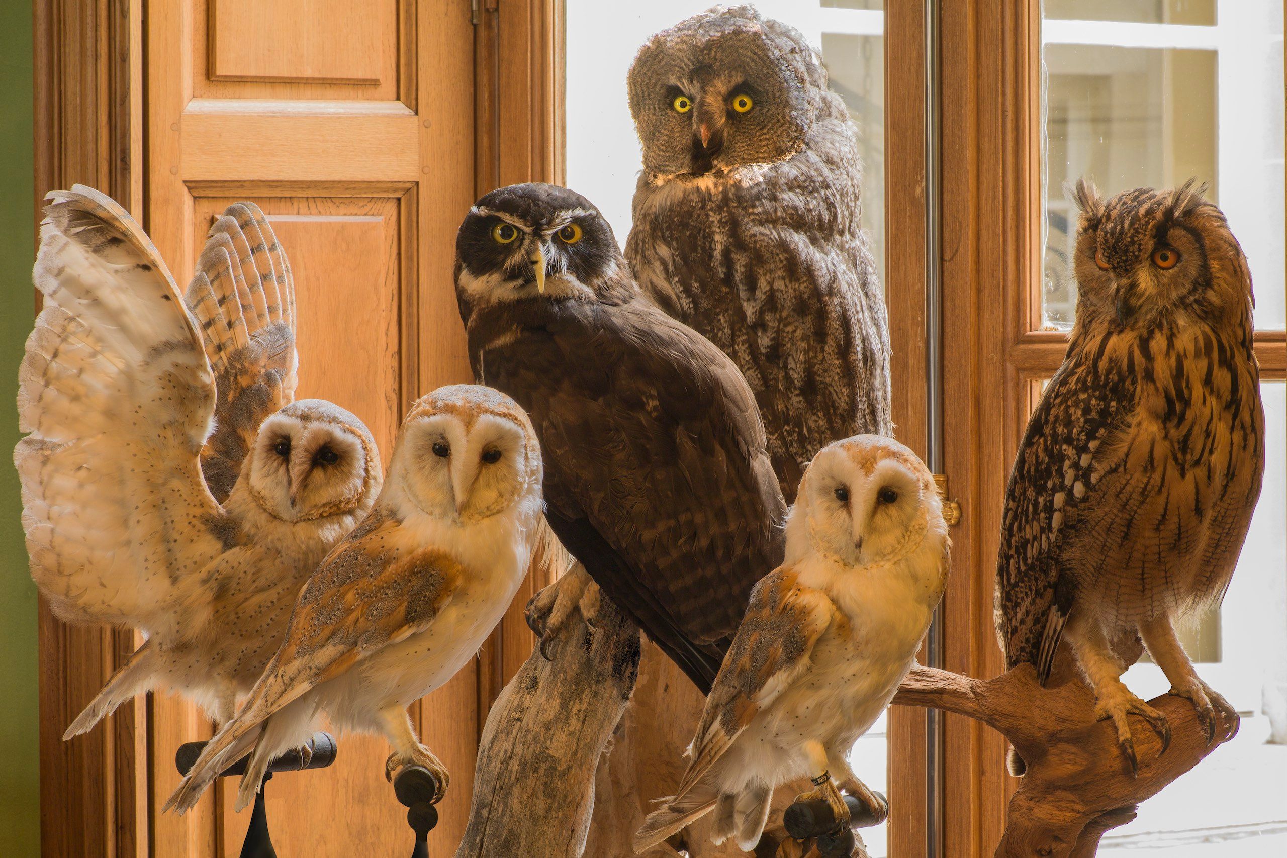 A display of six owls OWLS
