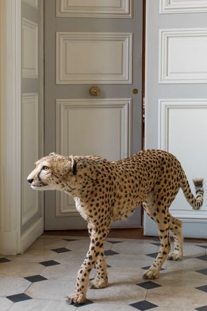 Deyrolle Cheetah Composition 1 Classical Door Fine Art Print
