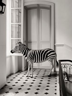 Deyrolle Zebra Staircase Landing Black White Fine Art Print