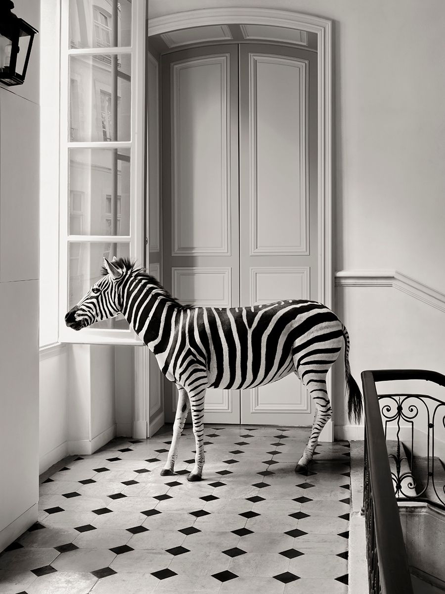 Deyrolle Paris: Zebra Black and White (study 1) Deyrolle Paris: Zebra Black and White (study 1)