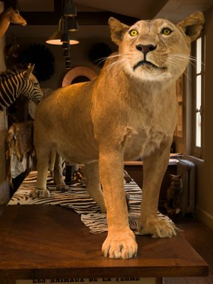 Deyrolle Cougar Composition 2 Color Fine Art Print