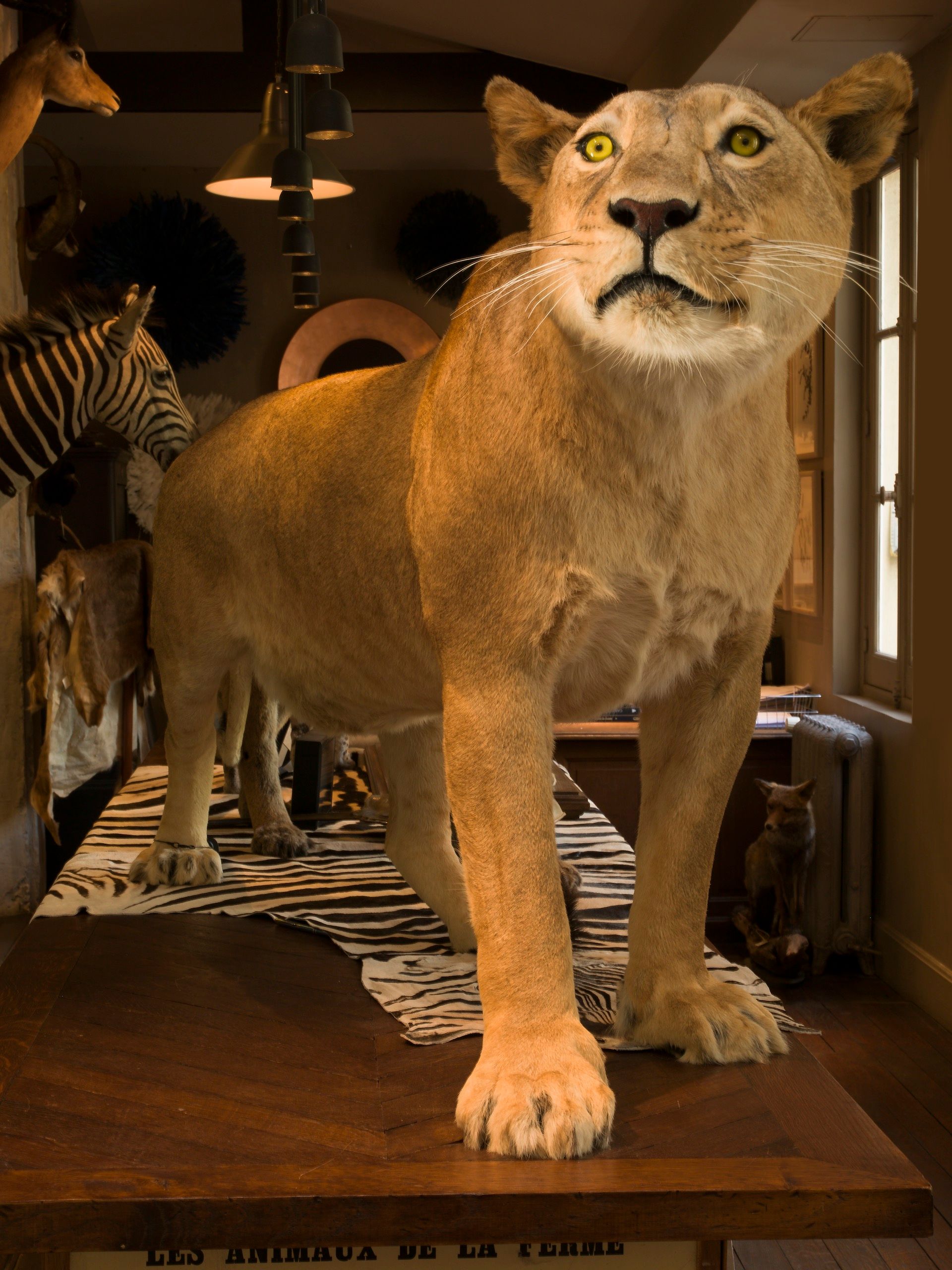Full view of cougar COUGAR #2