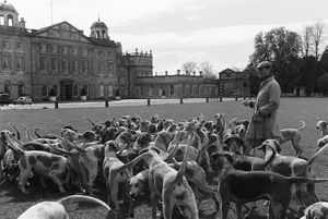 Brocklesby Pack at Check at Brocklesby Park Estate England study 1 fine art photograph part of the British Stable book