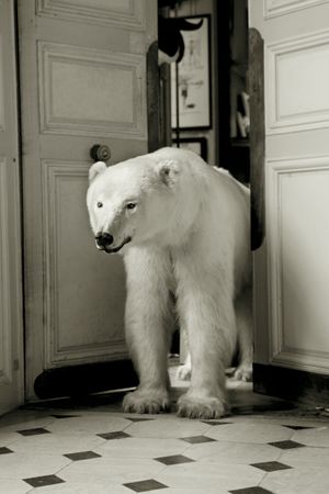 Deyrolle Paris Polar Bear Entering Salon Black and White Fine Art Print