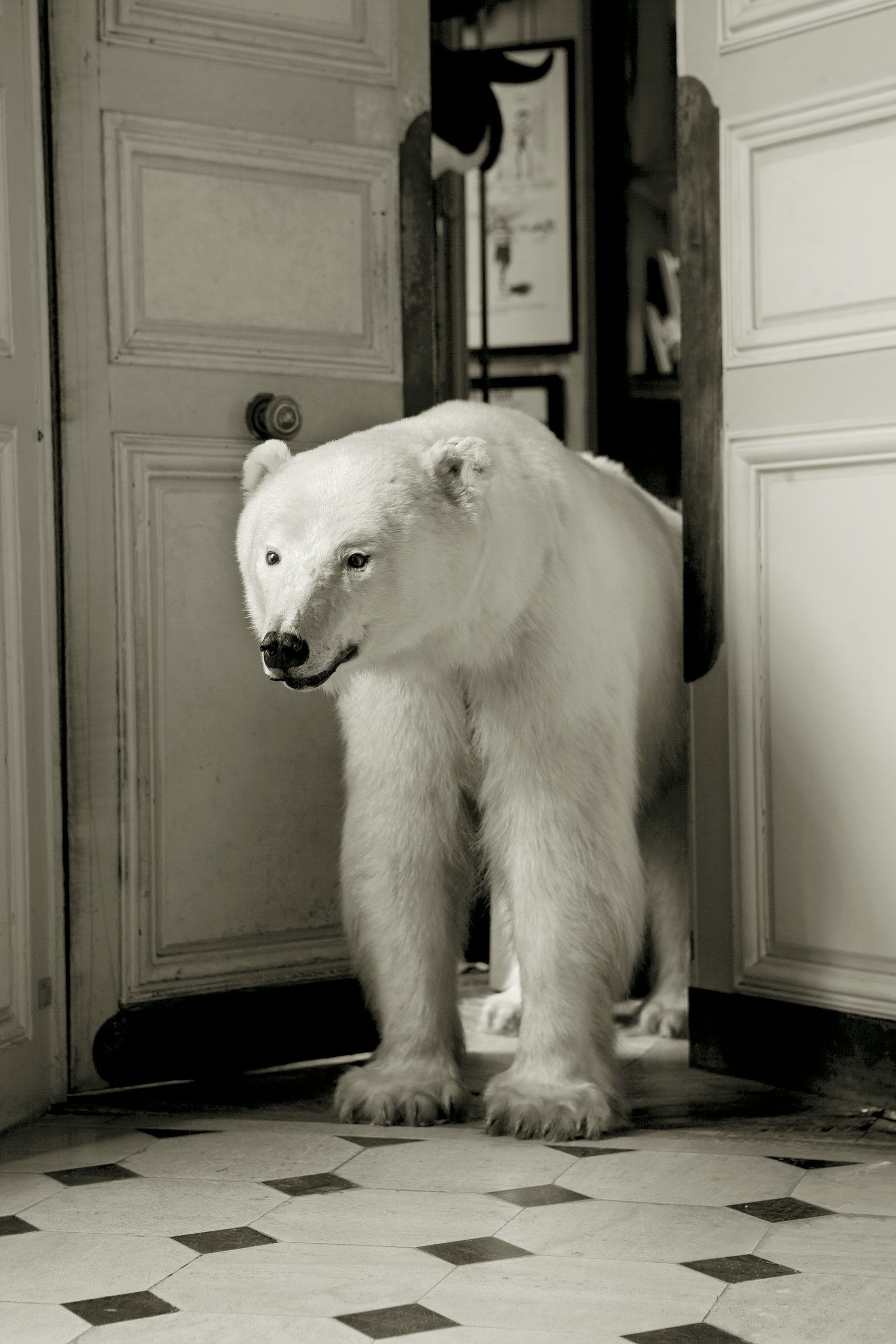 Polar Bear Entering Salon