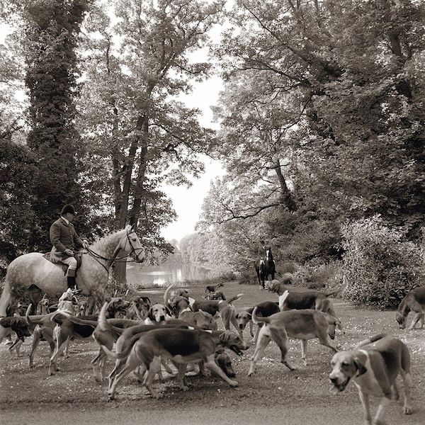 The Brocklesby Pack at a Check — Fine Art Print
