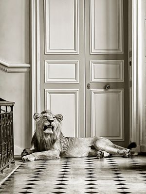 Deyrolle Reclining Lion Sepia Staircase Fine Art Print