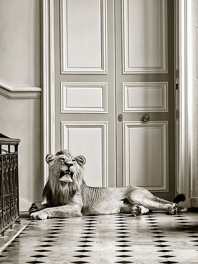 DEYROLLE MALE LION RECLINING DEYROLLE MALE LION RECLINING