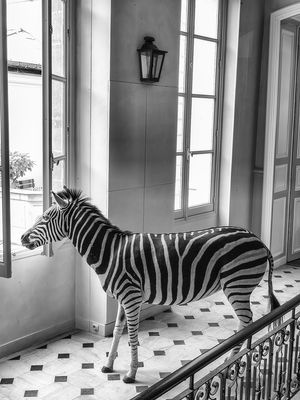 Deyrolle Zebra Black and White Composition 2 Looking to the left  Fine Art Print