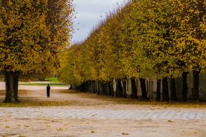 Color landscape photograph of a solitary figure walking down a tree-lined avenue at Chateau de Fontainebleau in France by William Curtis Rolf. Chateau de Fontainebleau Figure Tree Alley Color Print