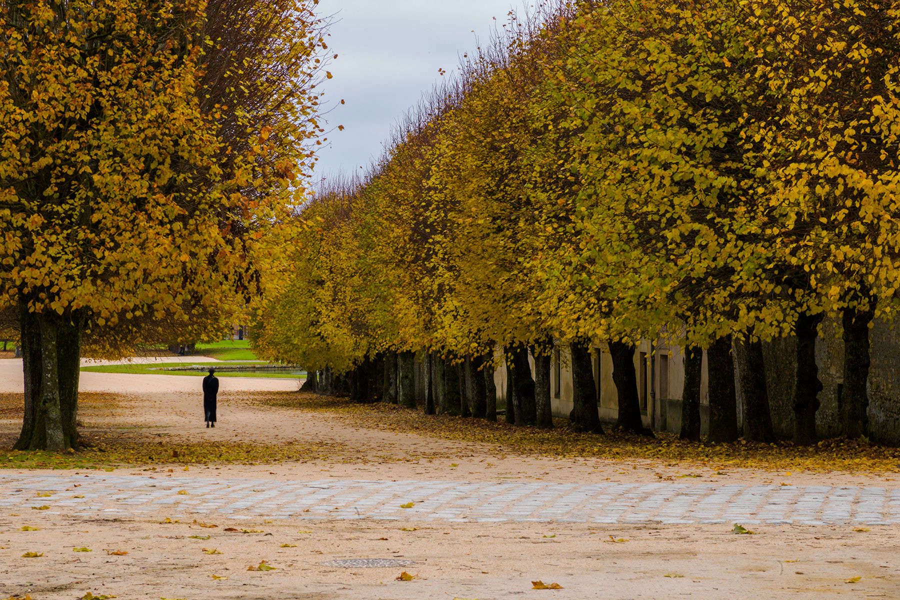 TREE LINED ALLEY, FONTAINEBLEAU, FRANCE