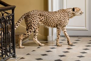 Deyrolle Cheetah Staircase Landing Architecture Print
