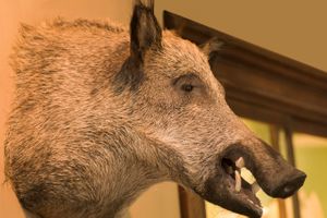Deyrolle European Boar Head Mount Fine Art Print