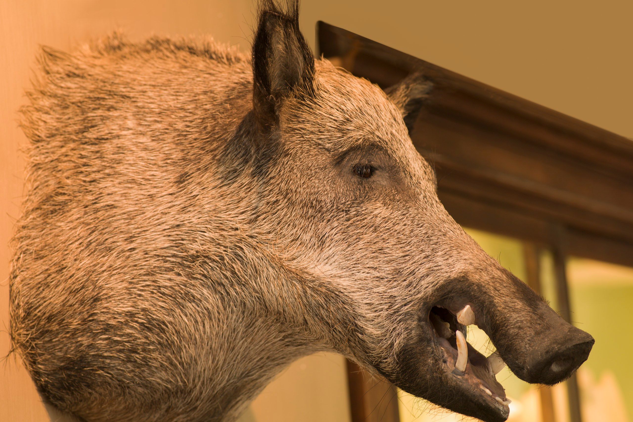 Mounted head of a European boar BOAR'S HEAD