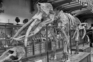 Black and white architectural photograph of the fully assembled Durfort mammoth skeleton in Paris by William Curtis Rolf. National Museum of Natural History Paris Durfort Mammoth Black and White Print