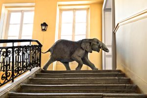 Deyrolle Baby Elephant Running Late For A Meeting Color Sepia Black White Print