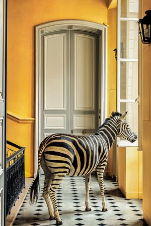 Deyrolle Paris Taxidermy Zebra Color Fine Art Print