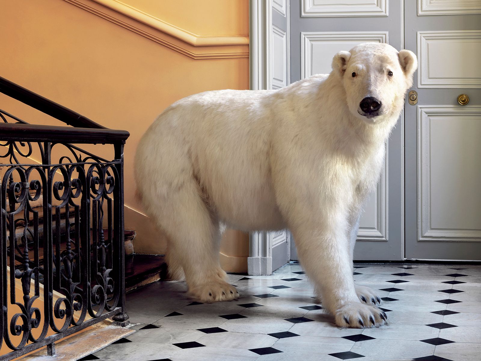 DEYROLLE POLAR BEAR HORIZONTAL DEYROLLE POLAR BEAR HORIZONTAL