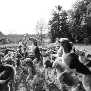 Archival equestrian print by William Curtis Rolf capturing the dynamic movement of the Percy Hunt foxhound pack. Equestrian Fine Art Photography | Percy Hunt Old English Foxhounds Print
