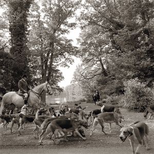 Brocklesby Pack at the Check 1999 Large 60 Inch Fine Art Print by William Curtis Rolf