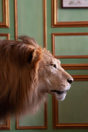 Deyrolle Paris Lion in Profile Color Sepia Black White Fine Art Print
