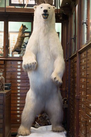Deyrolle Polar Bear Main Salon Platform Fine Art Print
