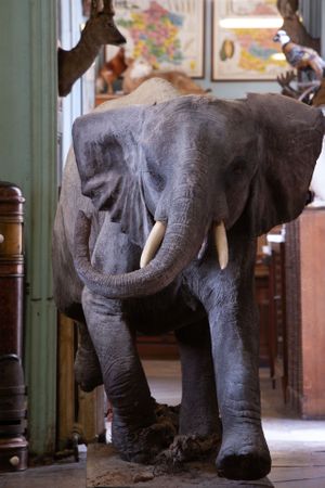 Deyrolle Paris Charging Baby Elephant Color Sepia Black White Print