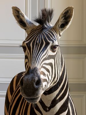 Deyrolle Zebra Portrait Grey Paneling Fine Art Print