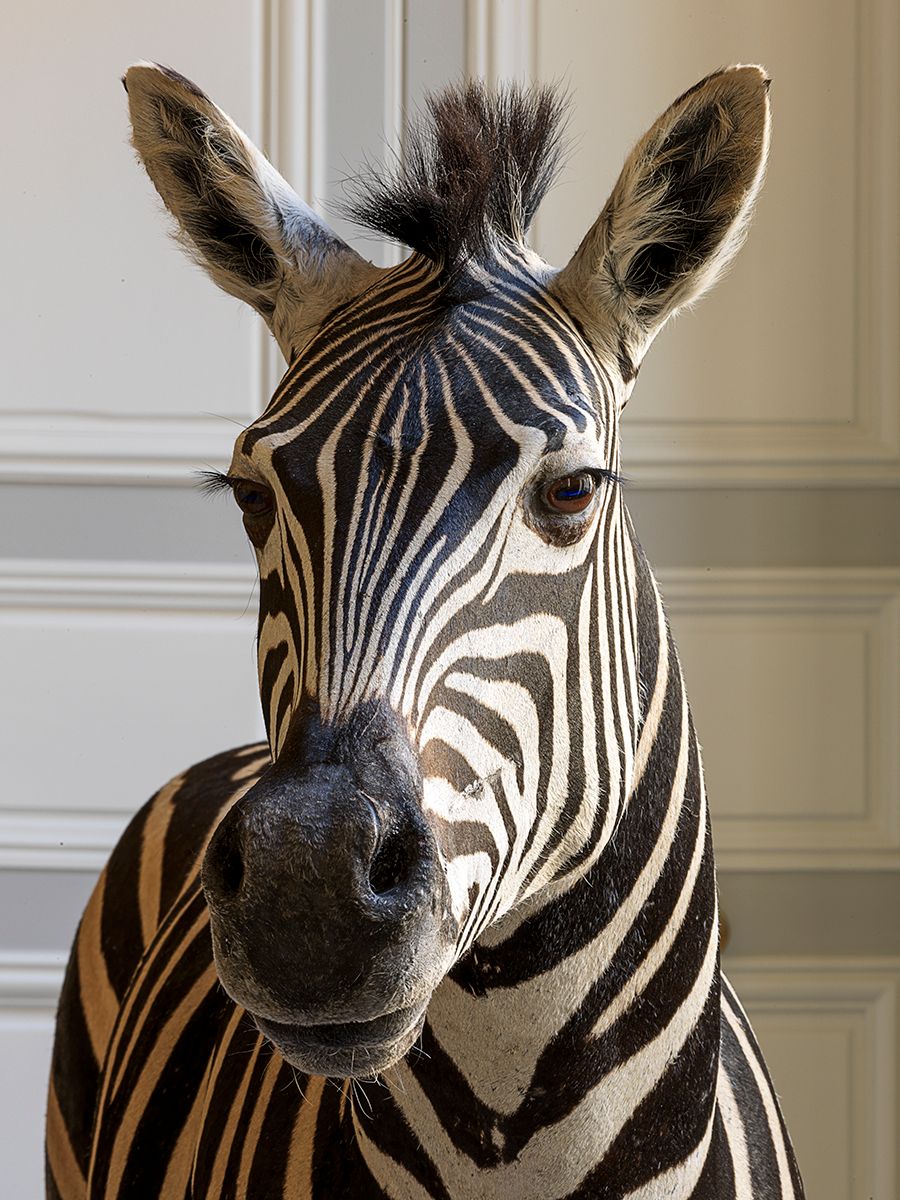 DEYROLLE, PARIS-ZEBRA HEAD DEYROLLE, PARIS-ZEBRA HEAD